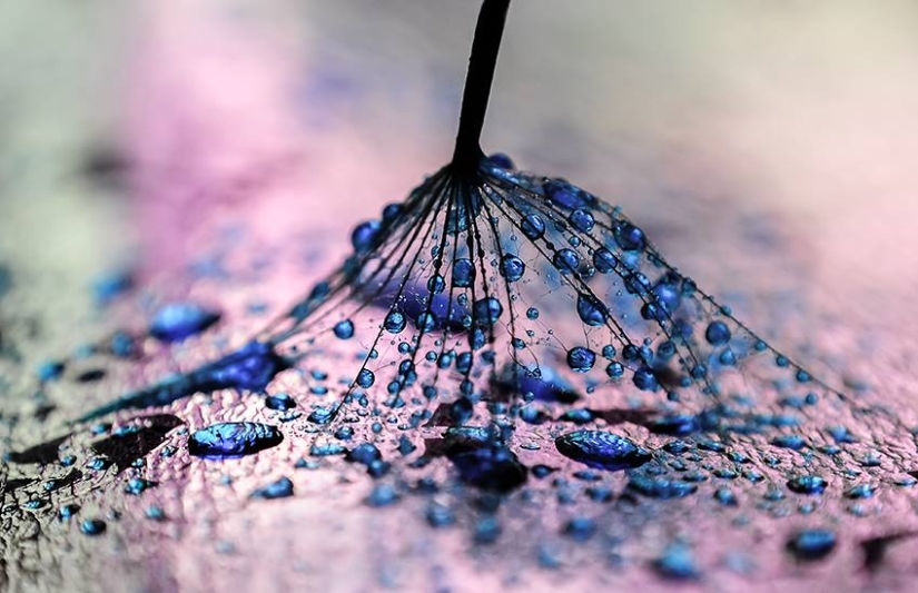 Drop by drop: macrophoto of Ivelina Blagoeva