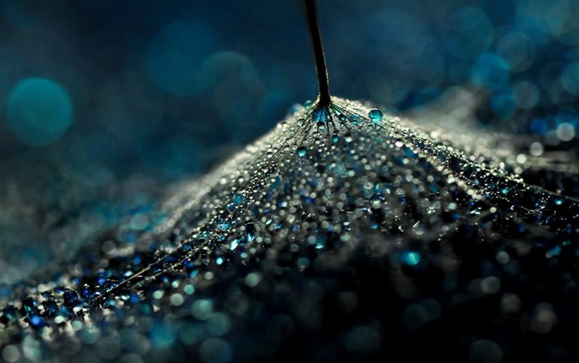 Drop by drop: macrophoto of Ivelina Blagoeva