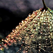 Drop by drop: macrophoto of Ivelina Blagoeva