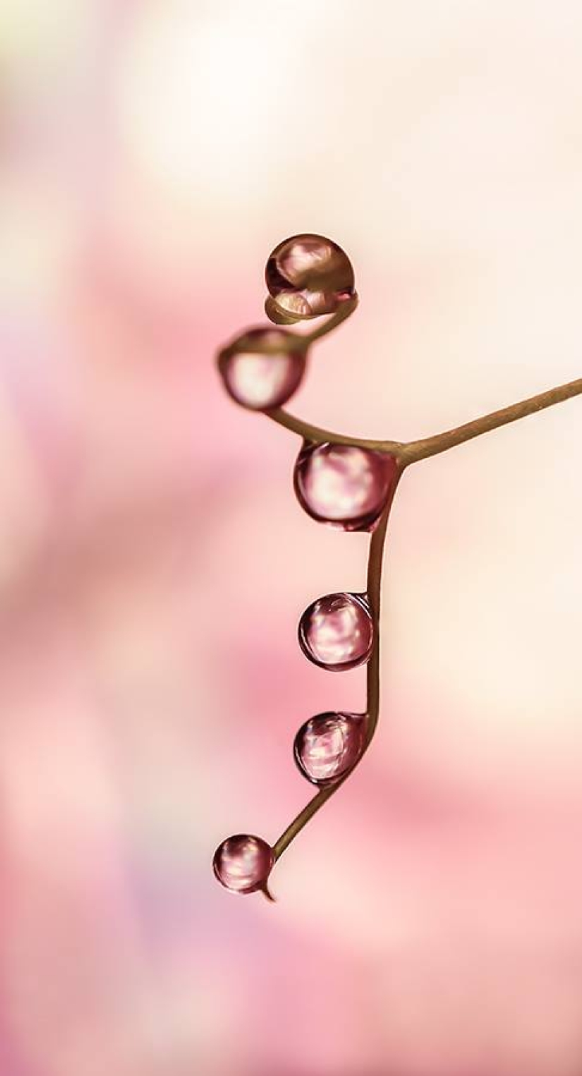 Drop by drop: macrophoto of Ivelina Blagoeva