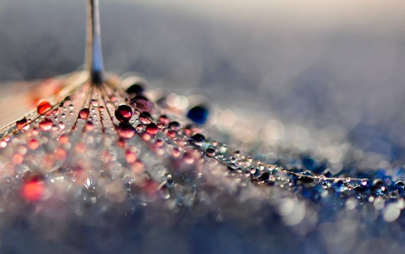 Drop by drop: macrophoto of Ivelina Blagoeva