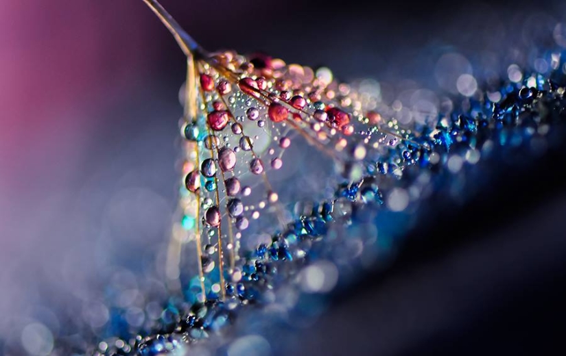 Drop by drop: macrophoto of Ivelina Blagoeva