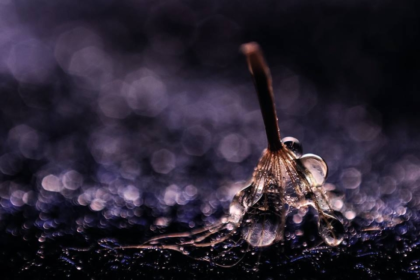 Drop by drop: macrophoto of Ivelina Blagoeva