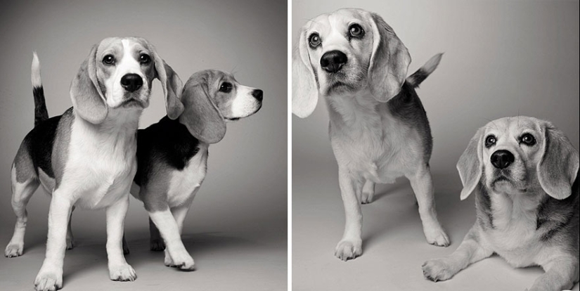 ¡Durante el viaje, el perro podría crecer!