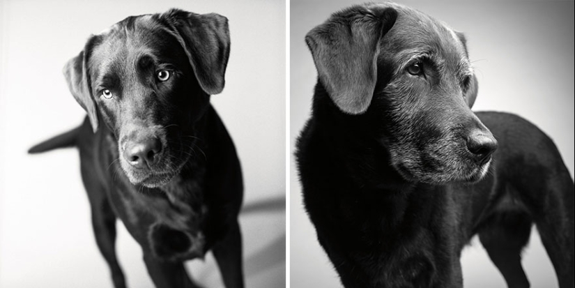 ¡Durante el viaje, el perro podría crecer!