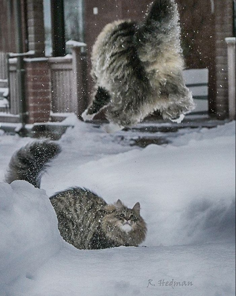 Duras gatos de Finlandia en invierno extensiones
