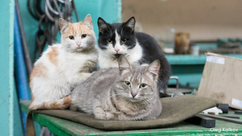 Duro trabajo de los gatos-los trabajadores: ellos nunca dicen que tienen piernas