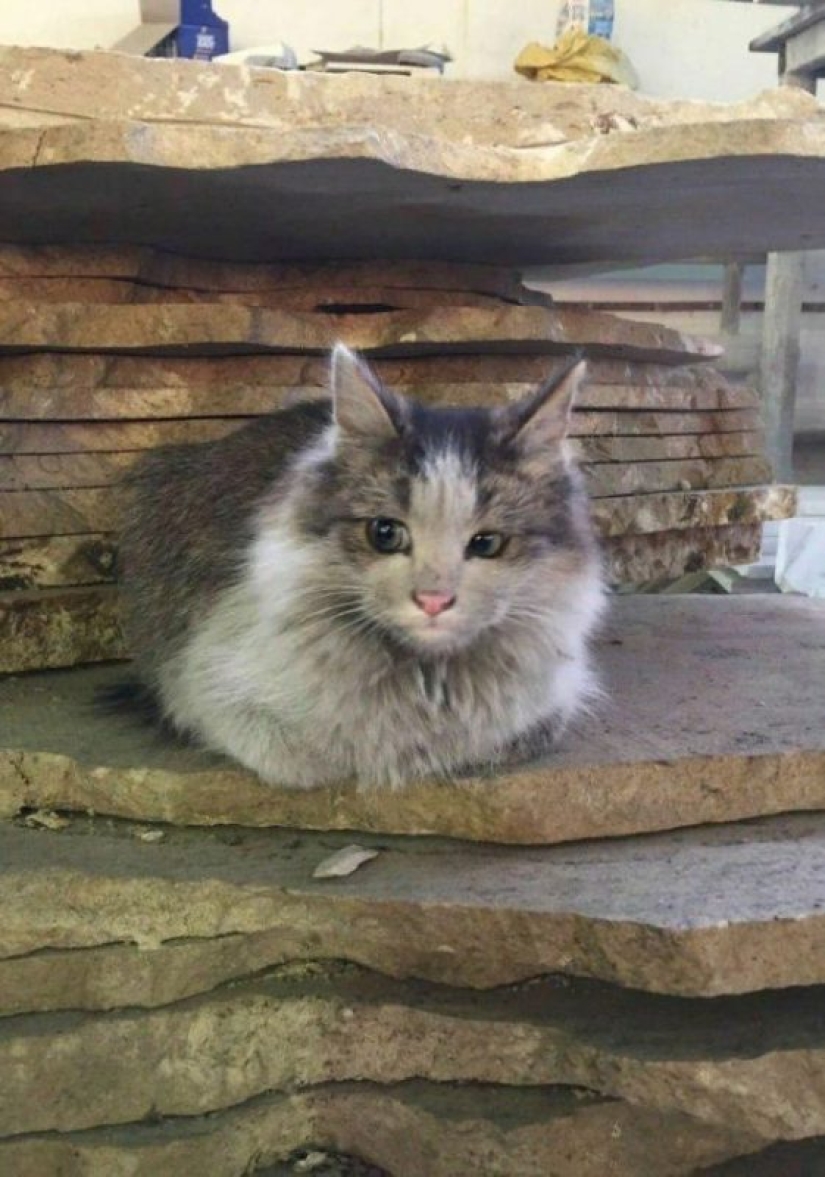 Duro trabajo de los gatos-los trabajadores: ellos nunca dicen que tienen piernas