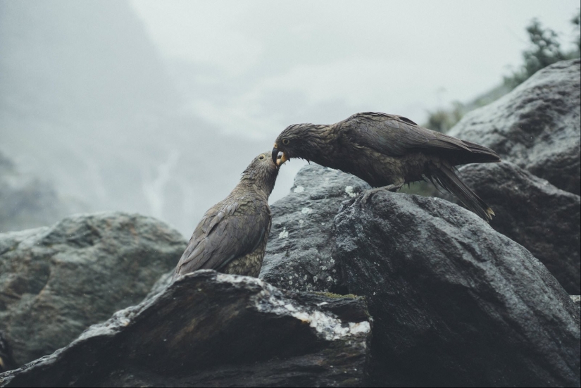 Each photo is like a painting: the Belgian creates expressive landscapes of Northern Europe