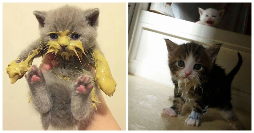 Eat, don't get wet: 20 cute kittens who don't know how to eat carefully