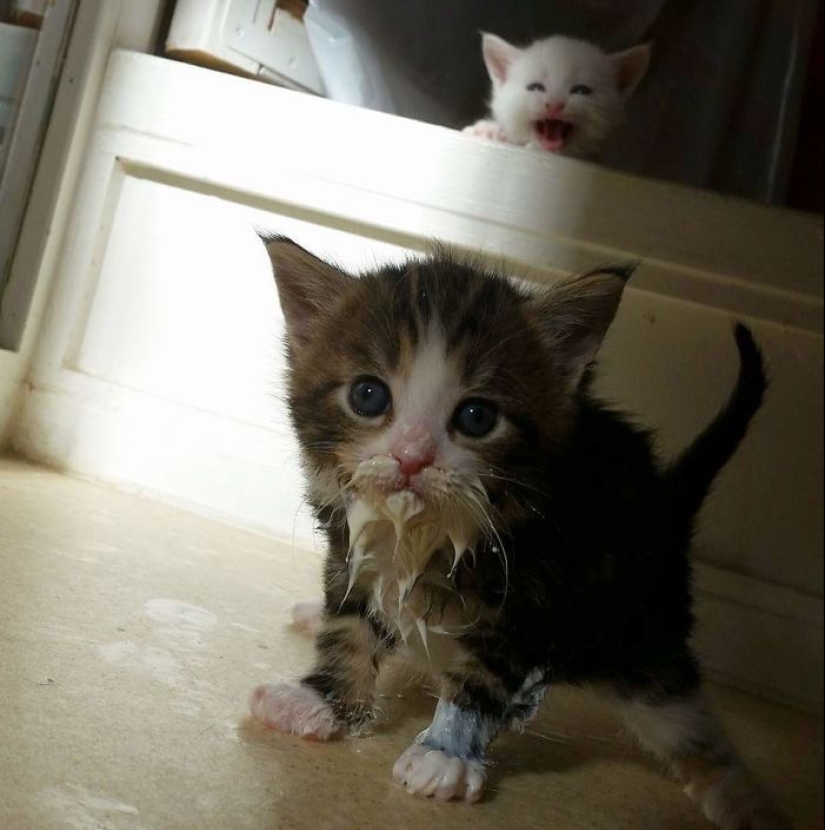 Eat, don't get wet: 20 cute kittens who don't know how to eat carefully