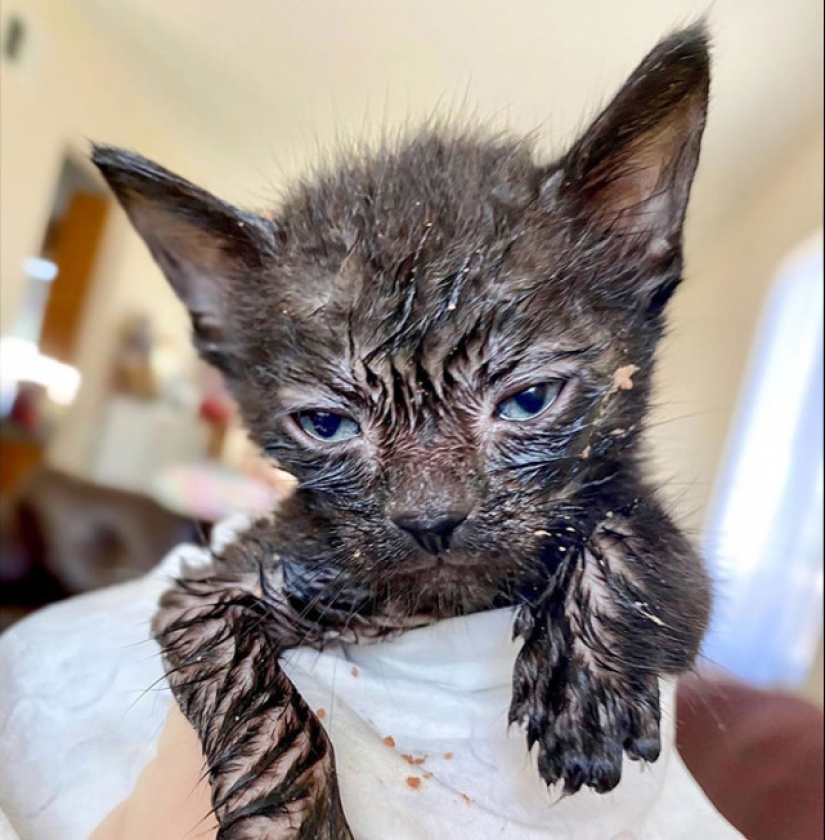 Eat, don't get wet: 20 cute kittens who don't know how to eat carefully