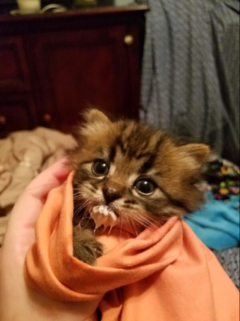 Eat, don't get wet: 20 cute kittens who don't know how to eat carefully