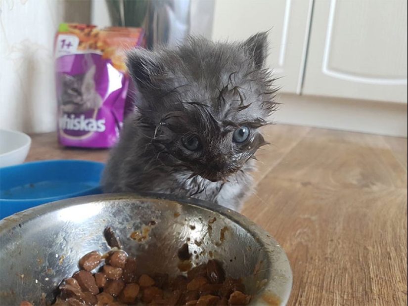 Eat, don't get wet: 20 cute kittens who don't know how to eat carefully