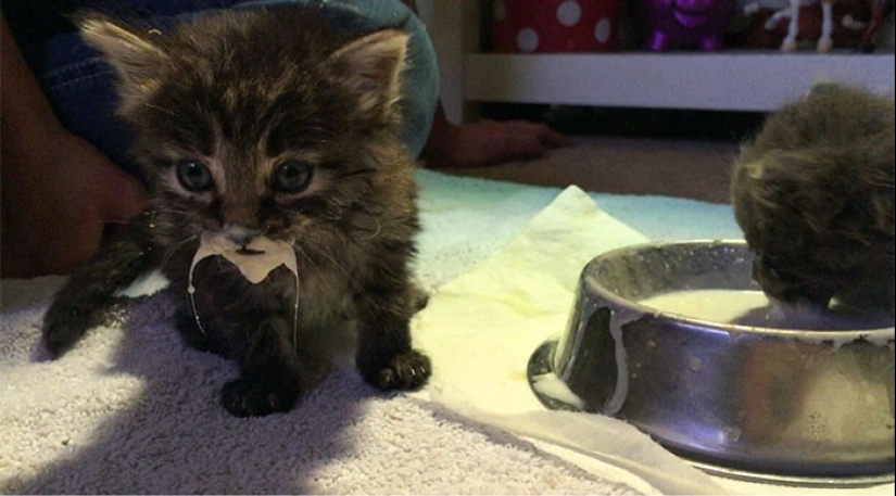 Eat, don't get wet: 20 cute kittens who don't know how to eat carefully