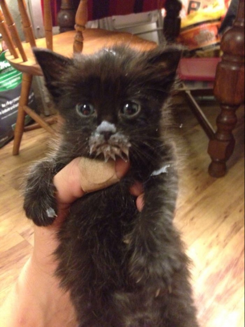 Eat, don't get wet: 20 cute kittens who don't know how to eat carefully