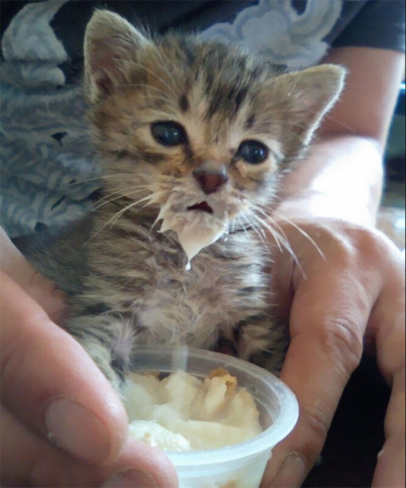 Eat, don't get wet: 20 cute kittens who don't know how to eat carefully