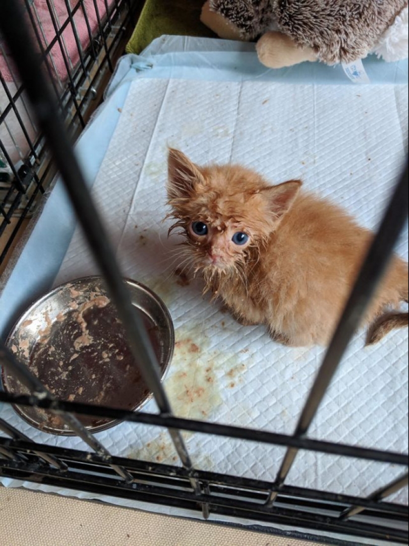 Eat, don't get wet: 20 cute kittens who don't know how to eat carefully