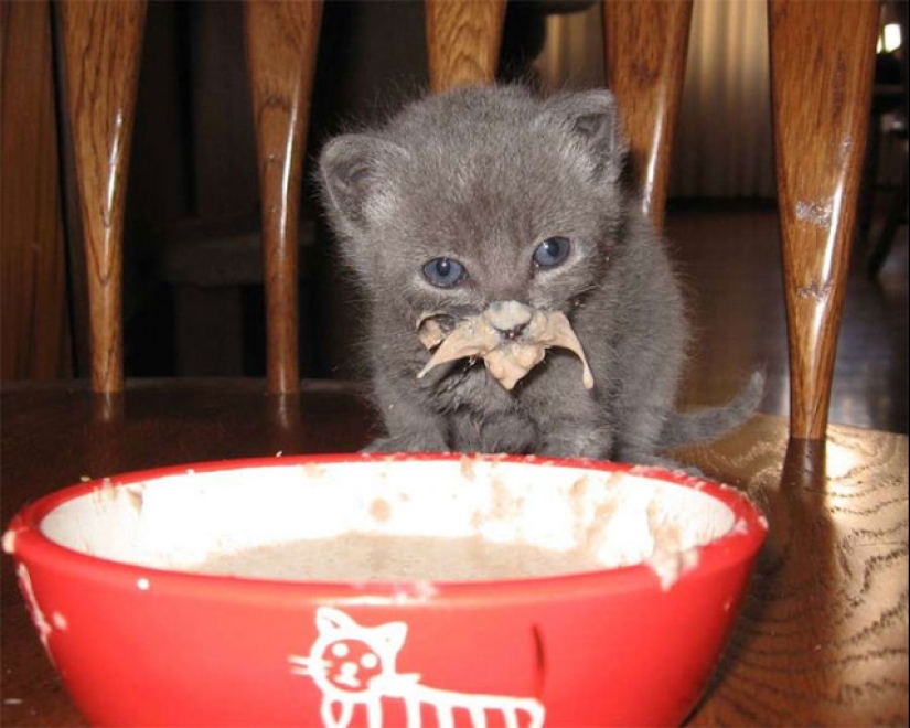 Eat, don't get wet: 20 cute kittens who don't know how to eat carefully