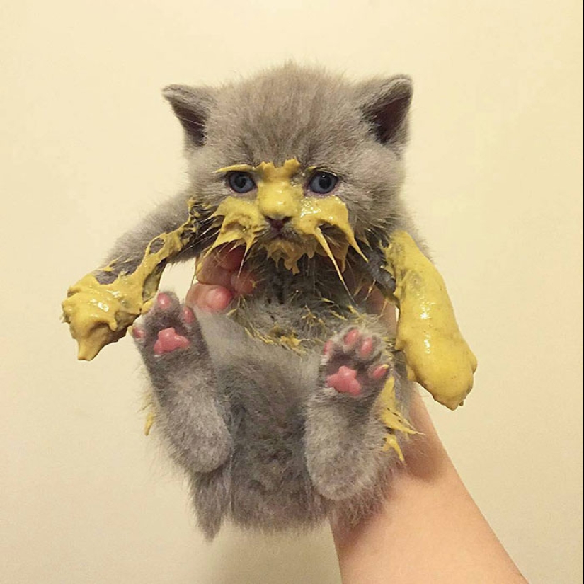 Eat, don't get wet: 20 cute kittens who don't know how to eat carefully