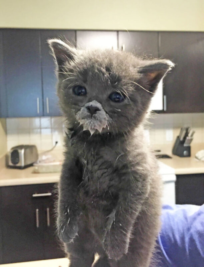 Eat, don't get wet: 20 cute kittens who don't know how to eat carefully