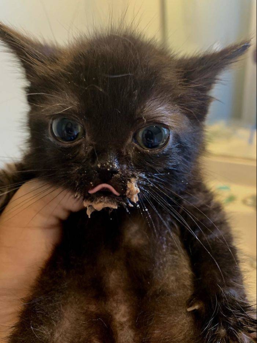 Eat, don't get wet: 20 cute kittens who don't know how to eat carefully