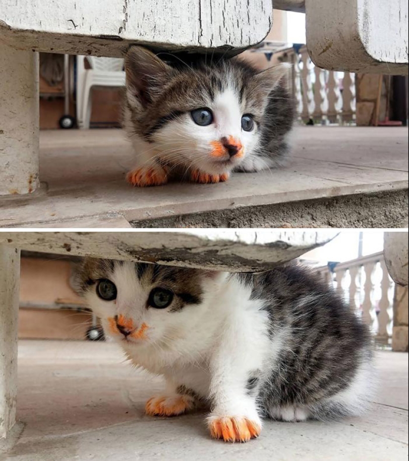 Eat, don't get wet: 20 cute kittens who don't know how to eat carefully