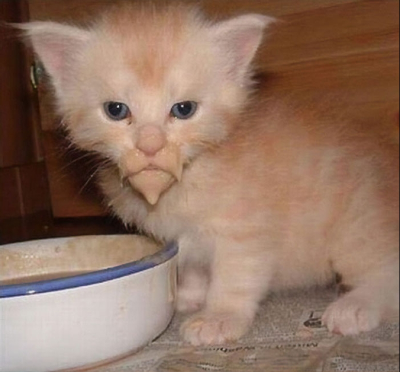 Eat, don't get wet: 20 cute kittens who don't know how to eat carefully