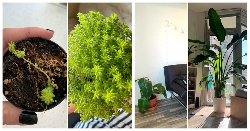 El amor y el cuidado transforman incluso las plantas: 25 fotos de transformaciones increíbles