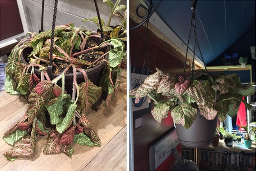 El amor y el cuidado transforman incluso las plantas: 25 fotos de transformaciones increíbles