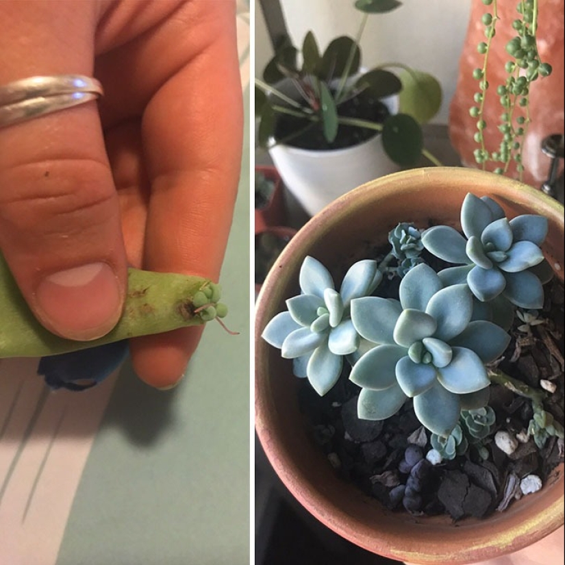 El amor y el cuidado transforman incluso las plantas: 25 fotos de transformaciones increíbles