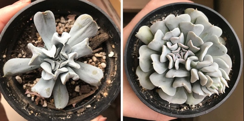 El amor y el cuidado transforman incluso las plantas: 25 fotos de transformaciones increíbles