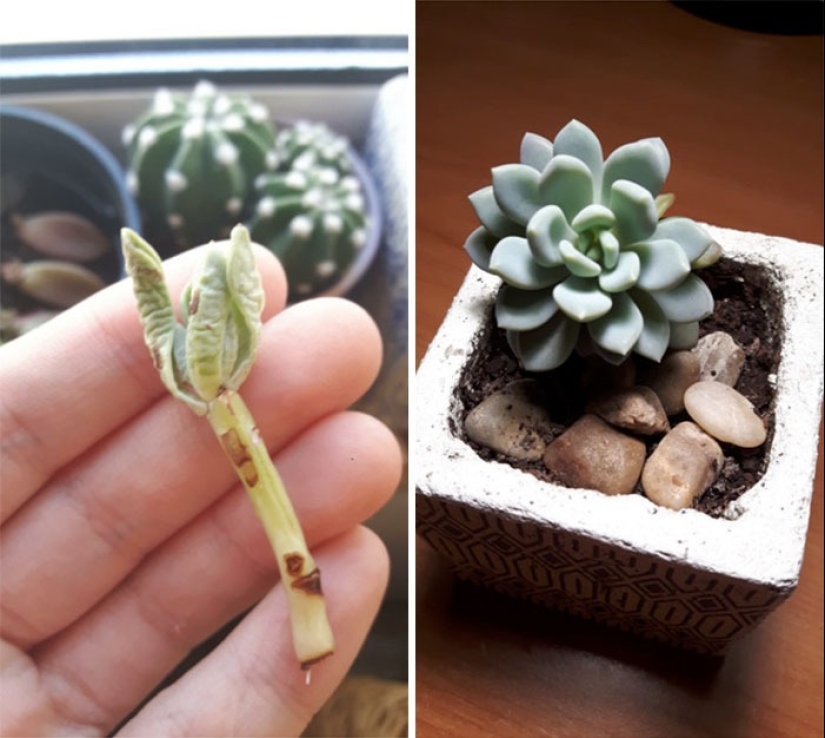 El amor y el cuidado transforman incluso las plantas: 25 fotos de transformaciones increíbles