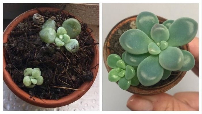 El amor y el cuidado transforman incluso las plantas: 25 fotos de transformaciones increíbles