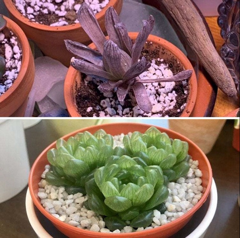 El amor y el cuidado transforman incluso las plantas: 25 fotos de transformaciones increíbles