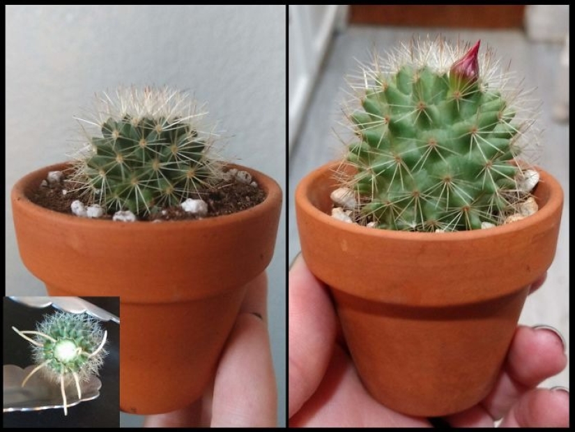 El amor y el cuidado transforman incluso las plantas: 25 fotos de transformaciones increíbles