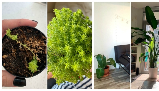 El amor y el cuidado transforman incluso las plantas: 25 fotos de transformaciones increíbles