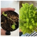 El amor y el cuidado transforman incluso las plantas: 25 fotos de transformaciones increíbles