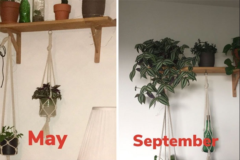 El amor y el cuidado transforman incluso las plantas: 25 fotos de transformaciones increíbles