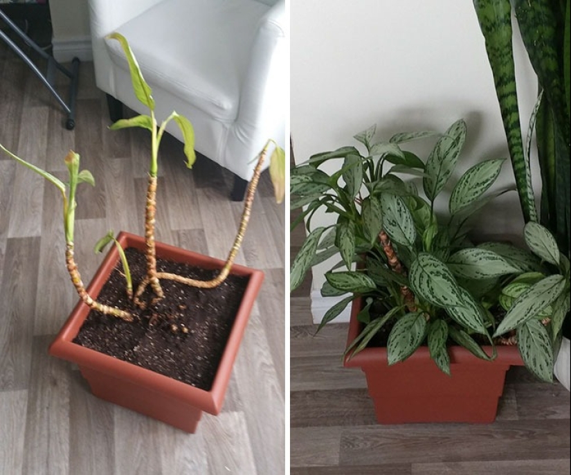 El amor y el cuidado transforman incluso las plantas: 25 fotos de transformaciones increíbles