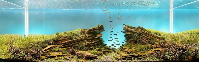 El arte de los acuarios: increíbles paisajes submarinos