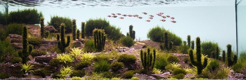 El arte de los acuarios: increíbles paisajes submarinos