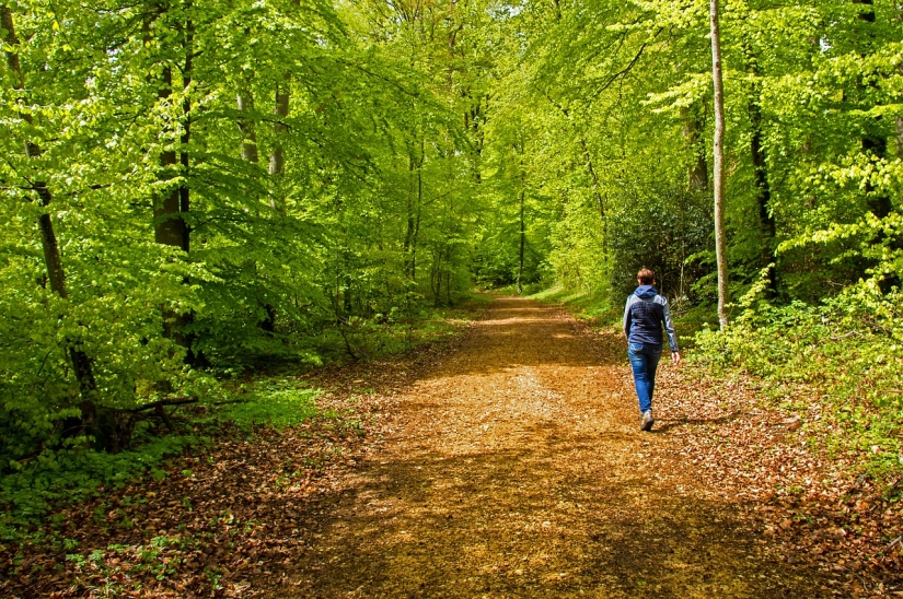 El arte japonés de Shinrin-yoku, o Cómo caminar en el bosque