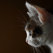 El bolsillo de Henry: lo que esconde el secreto de la anatomía de la oreja del gato