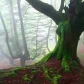 El bosque místico del País Vasco