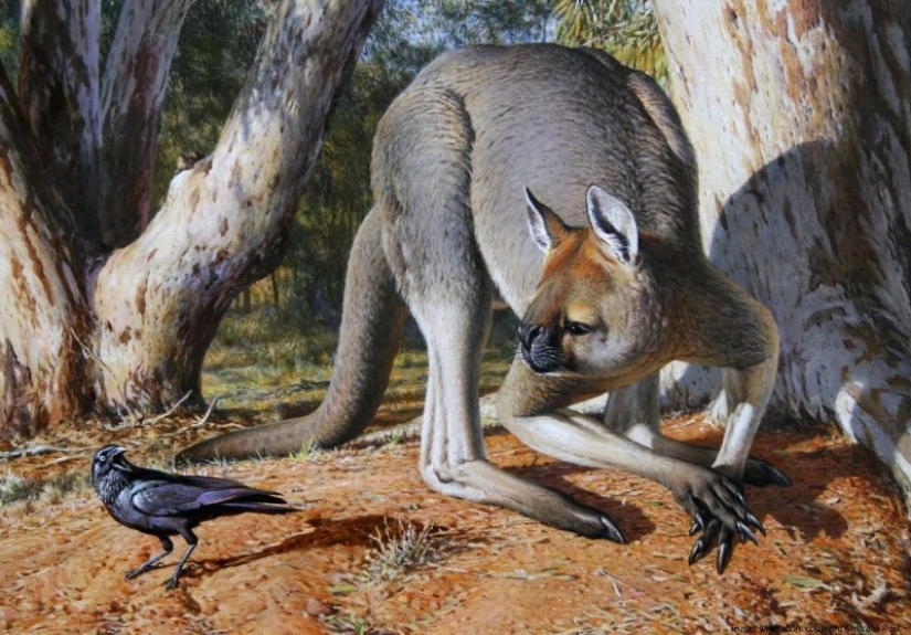 El canguro de pezuña procoptodon es un gigante extinto de Australia