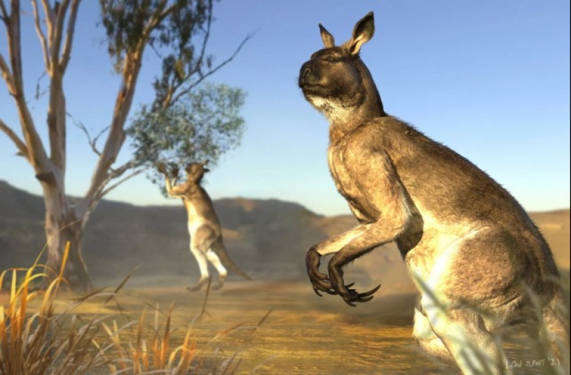 El canguro de pezuña procoptodon es un gigante extinto de Australia