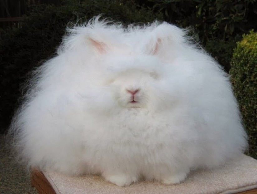 El conejo de angora es el conejo más esponjoso del mundo