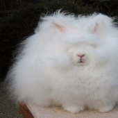 El conejo de angora es el conejo más esponjoso del mundo