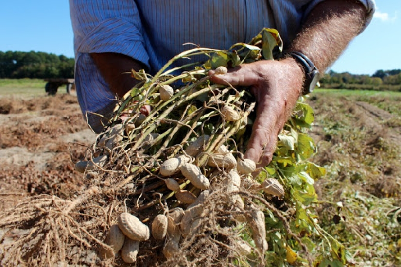 El culto a la mantequilla de maní: por qué los estadounidenses no pueden prescindir de este producto